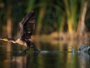 lake, cormorant