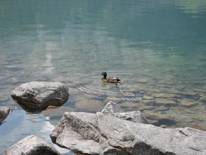 lake, duck