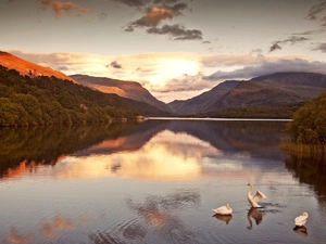 lake, Swans, Gory