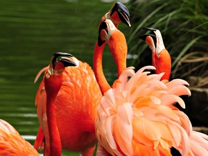 lake, flamingos, herd