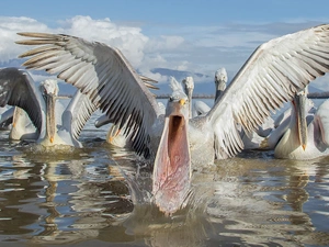 lake, pelicans