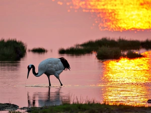 Sunrise, dawn, crane, lake