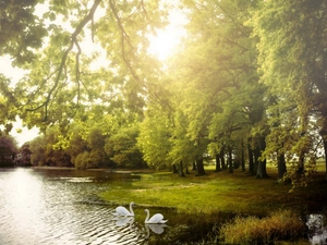Swan, trees, viewes, lake