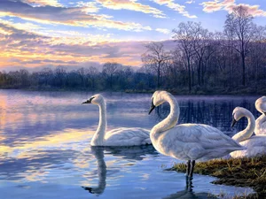 lake, Swan