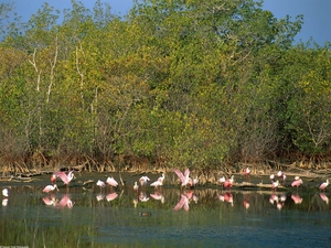 water, lake, trees, viewes, Flamingos