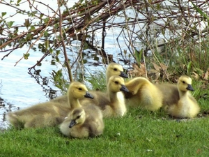 Leaf, geese, coast, grass, young, branch pics, lakes