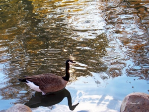 goose, lakes, Stones, On surface