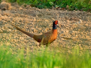 land, pheasant, grass