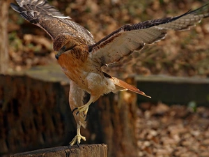 hawk, spread, wings, landing
