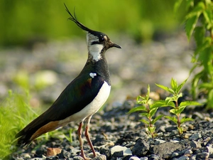 lapwing