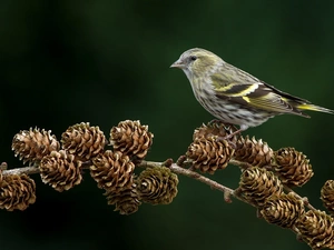 viewes, larch, cones, trees, tit