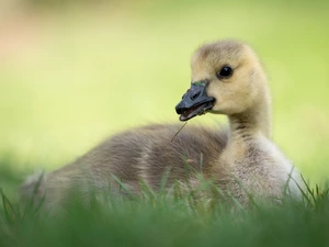 small, goose, grass, laying