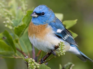 Lazuli Bunting, twig