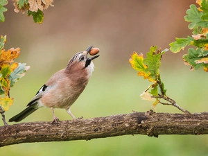 oak, Leaf, acorn, branch, jay