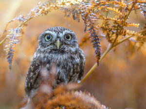 branch, Little Owl, fuzzy, autumn, owl, Leaf, background