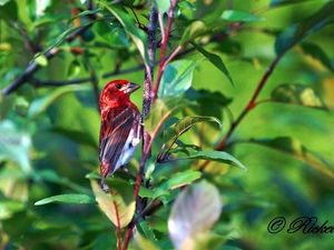 twig, Leaf, color, Bird, finch