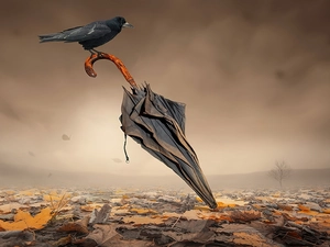 Leaf, Umbrella, crow