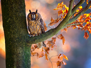 owl, trees, Leaf, Long-eared Owl