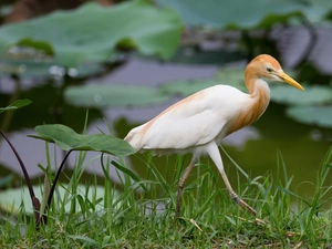 heron, Leaf, grass, green ones