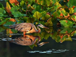 heron, water, reflection, Leaf