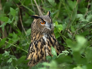 owl, green ones, Leaf, eagle-owl