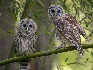 Owls, Leaf, owls, branch pics