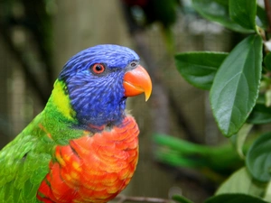 Leaf, colorful, parrot