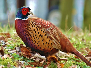 Leaf, Bird, pheasant
