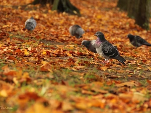 Autumn, Leaf, pigeon, dry, Gray