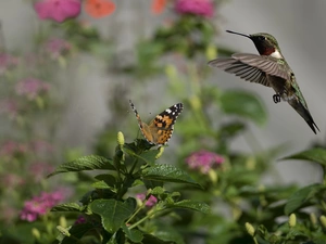 Bird, humming-bird, Leaf, butterfly, plant