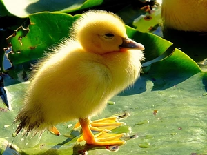 young, leaf, Pond - car, Ducky
