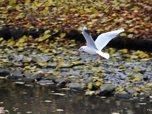 Leaf, seagull, stream