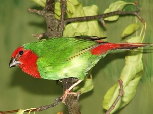 twig, Papuzik Red-, Leaf