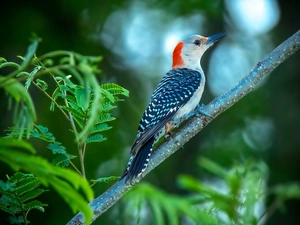 Leaf, woodpecker, twig