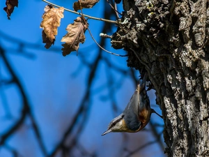 trees, Bird, Twigs, Leaf, oak, Eurasian nuthatch