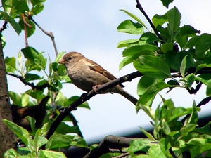 Leaf, sparrow, Twigs