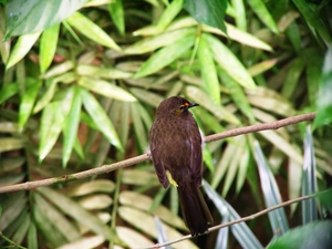 bulbul, Leaf, Twigs, gold superciliary