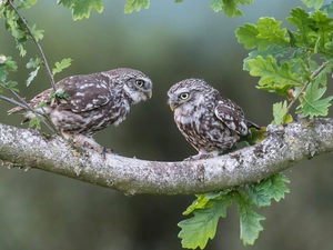 Little Owl, Two, Leaf, oak, branch, Owls
