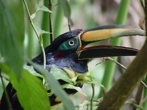 Leaves, Toucan, among