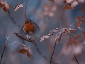 Bird, Twigs, leaves, robin