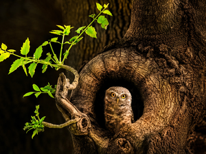 hollow, owl, branch, leaves, trees, Little Owl