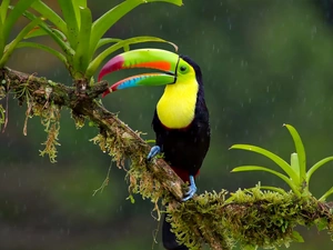 leaves, Toucan, branch