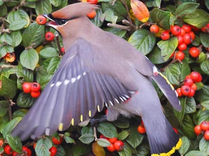leaves, Waxwing, Fruits
