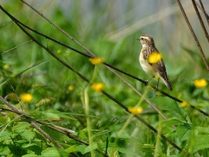 leaves, Whinchat, stick