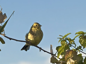 leaves, bunting, twig