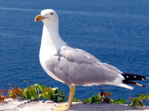 ledge, seagull, Ocean