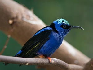 twig, Bird, Błękitniczek legged
