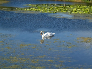 lilies, Swans, water