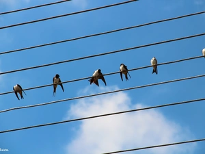 swallow, high, tensions, lines