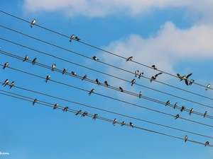 swallow, high, tensions, lines